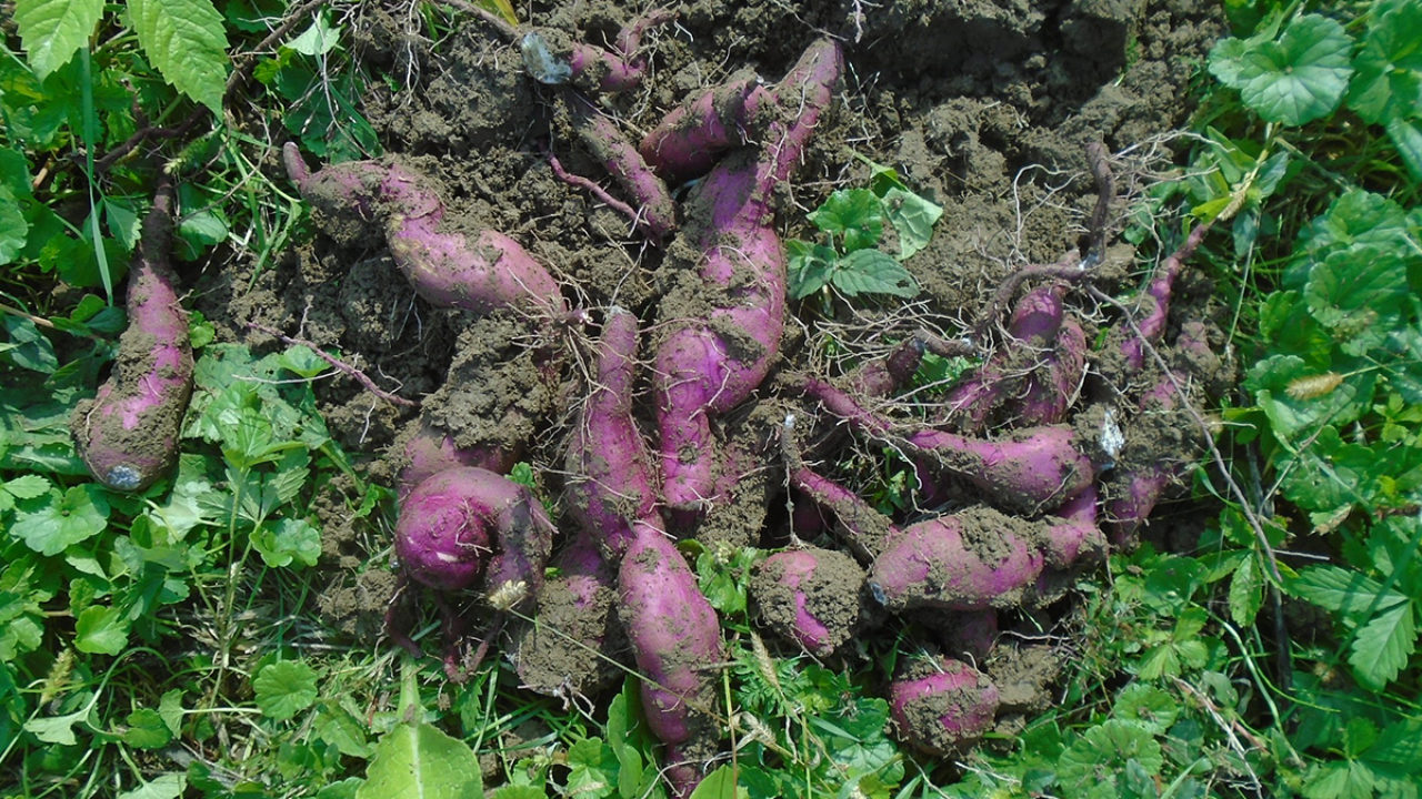 batata doce com a terra preparada