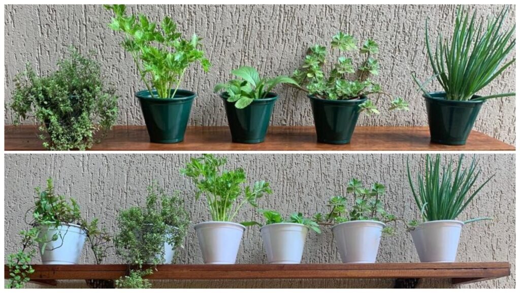 Mini horta na sua casa ou apartamento