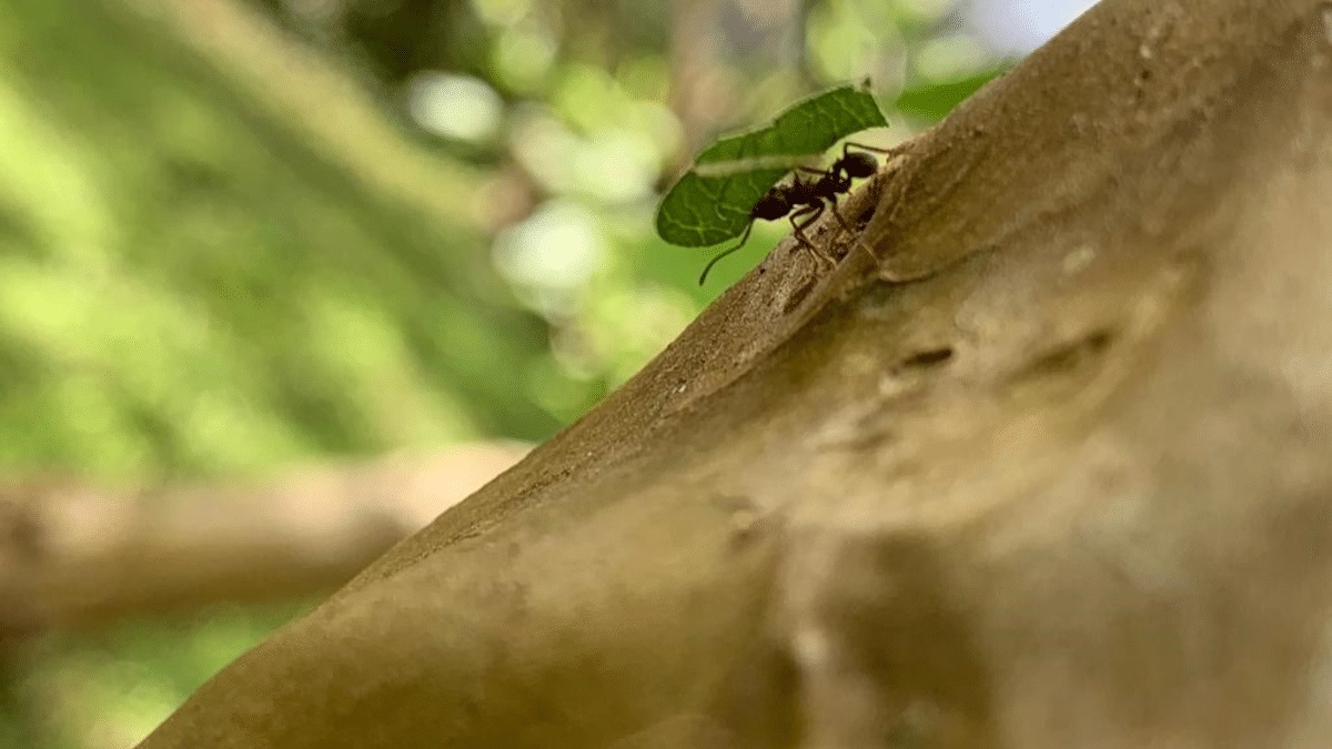 Tudo O Que Você Precisa Saber Para Acabar Com Formigas Carregadeiras Jardineiro Amador Tudo 4838