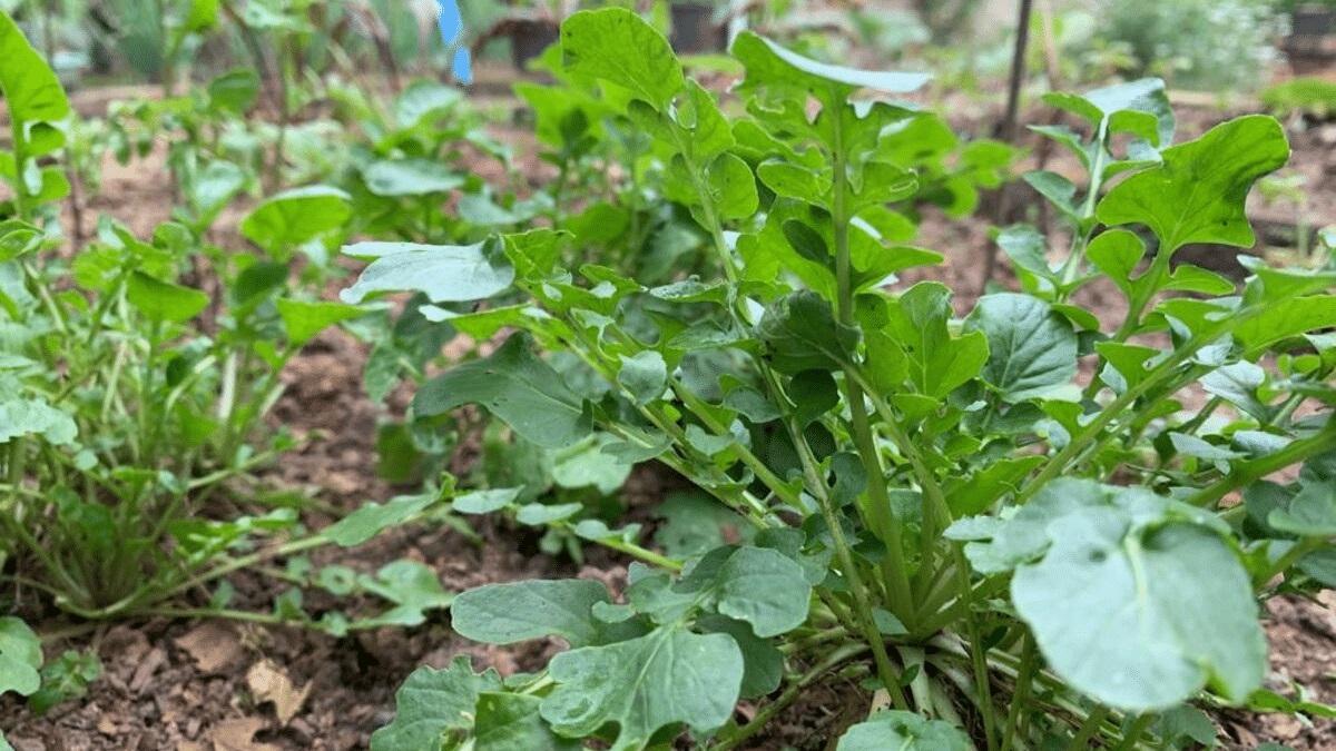 Horta pormar ou jardim