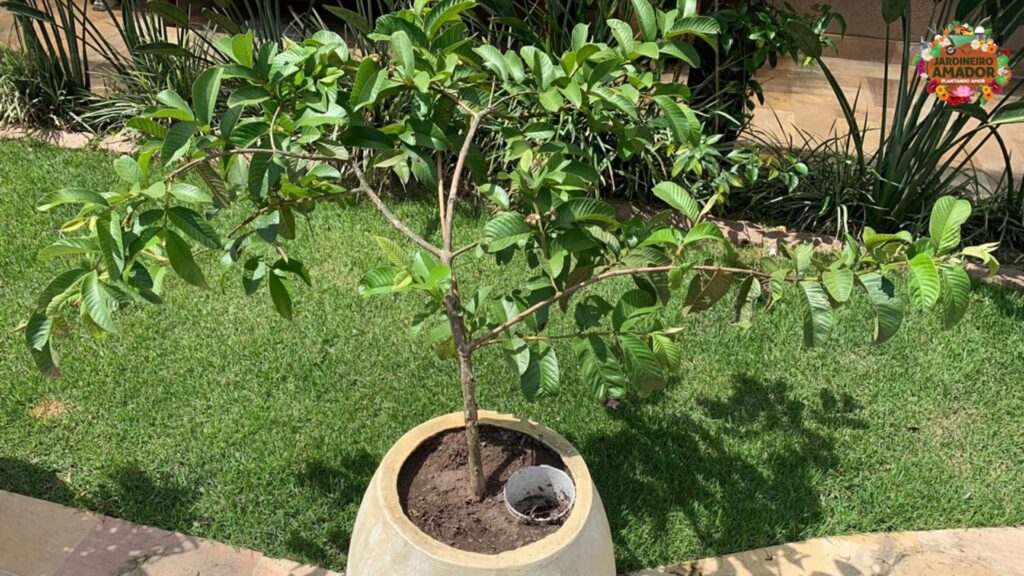 Goiaba plantada em vaso