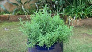 Plantar Lavanda