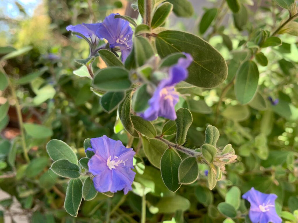 azulzinha em vasos no Jardim