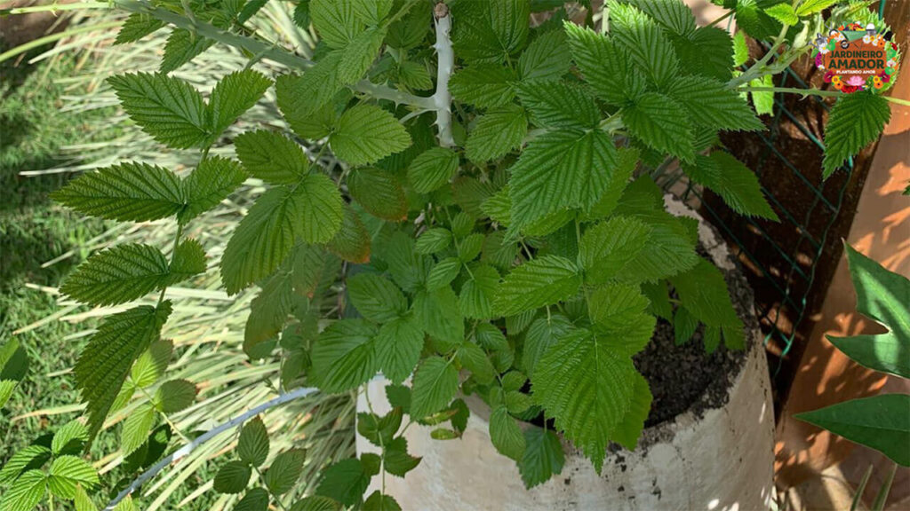 Árvore frutífera plantada em vasos
