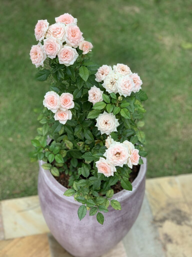 Vaso de Mini Rosas