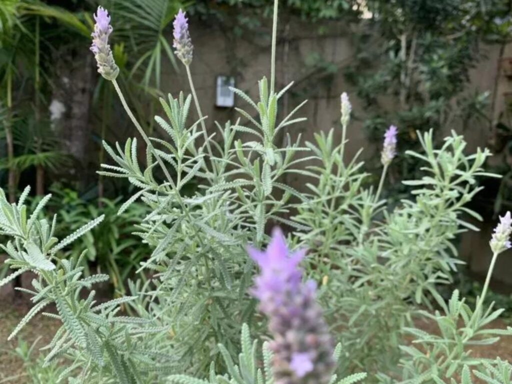 Benef cios do ch de lavanda Blog do Jardineiro Amador